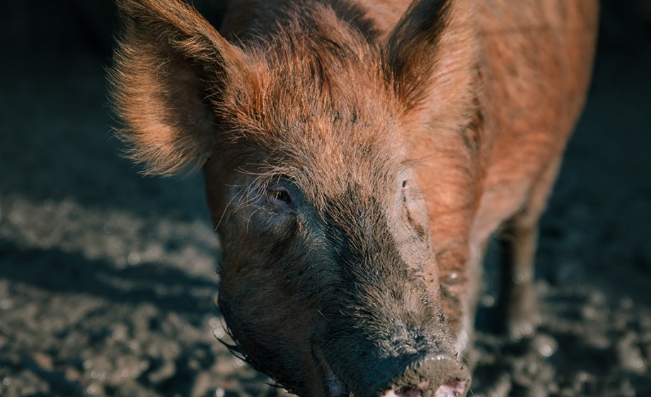 Tamworth varkens | Foto Sheena Schouwink