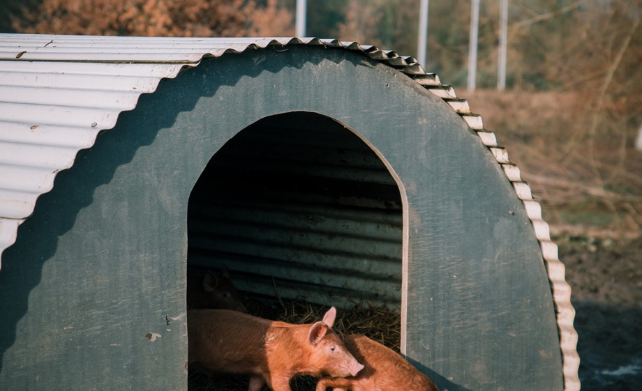 Biggen | Foto: Sheena Schouwink