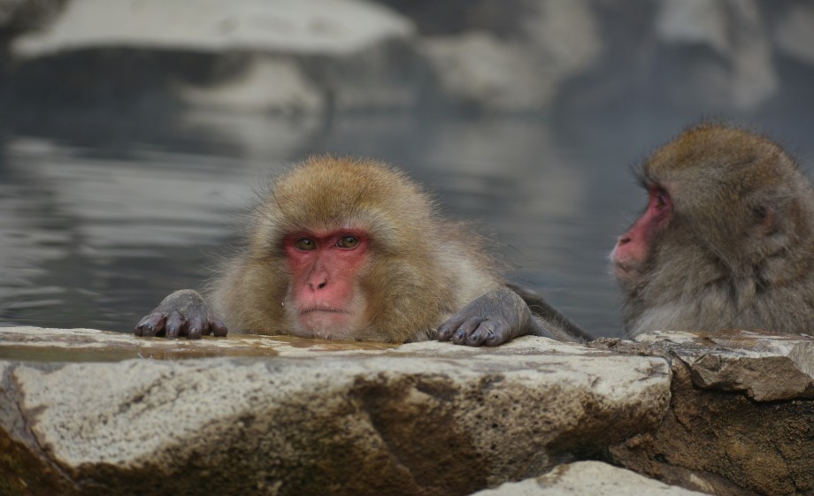 Japanse makaak aap | Foto: Pixabay