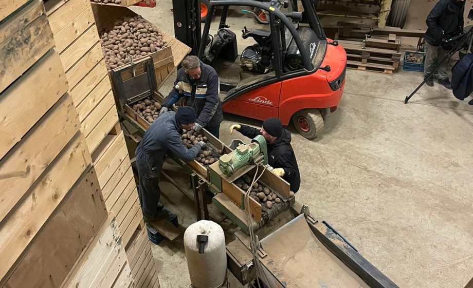 Aardappelen sorteren in Maastricht | Foto: Alain Caron