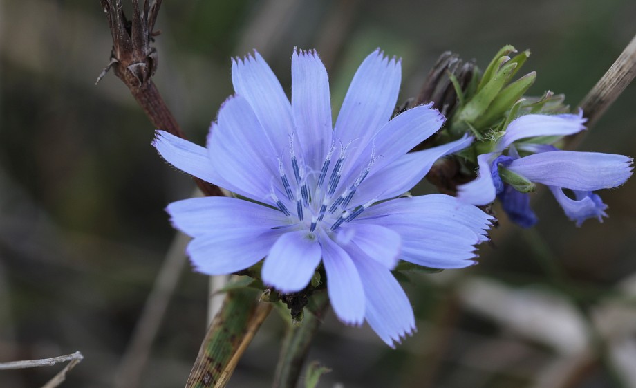 Bloem van witlof | Foto: Pexels