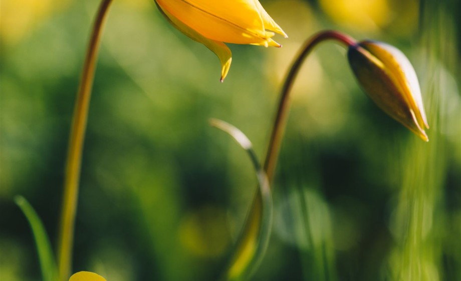 Stinzen in bloei | Foto: Marjon Lukje