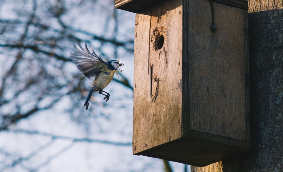 Vogel | Foto: Marjon Lukje