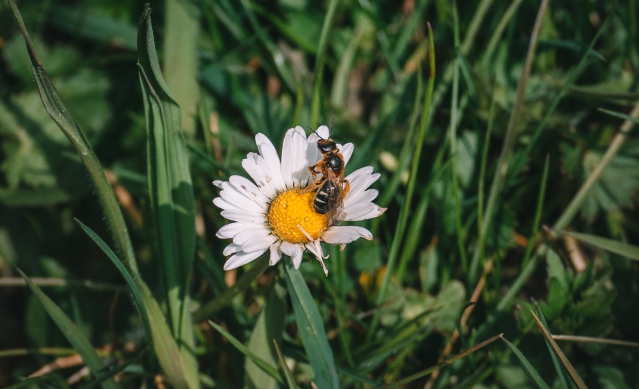 Bij op een bloem | Foto: Sheena Schouwink