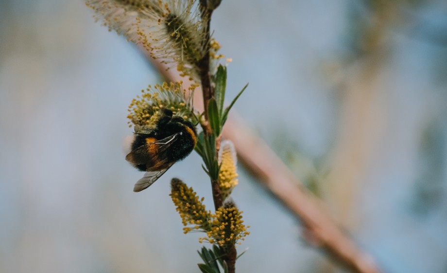 Bij op een bloem | Foto: Sheena Schouwink