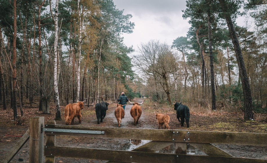 Schotse Hooglanders | Foto: Sheena Schouwink