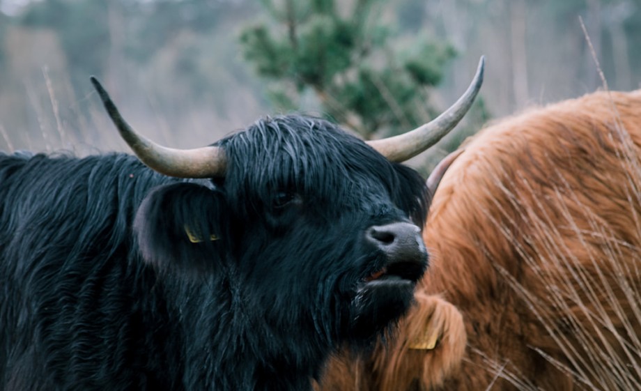 Schotse Hooglander | Foto: Sheena Schouwink