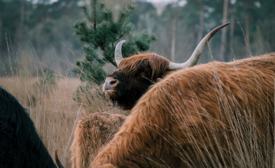 Schotse Hooglander | Foto: Sheena Schouwink