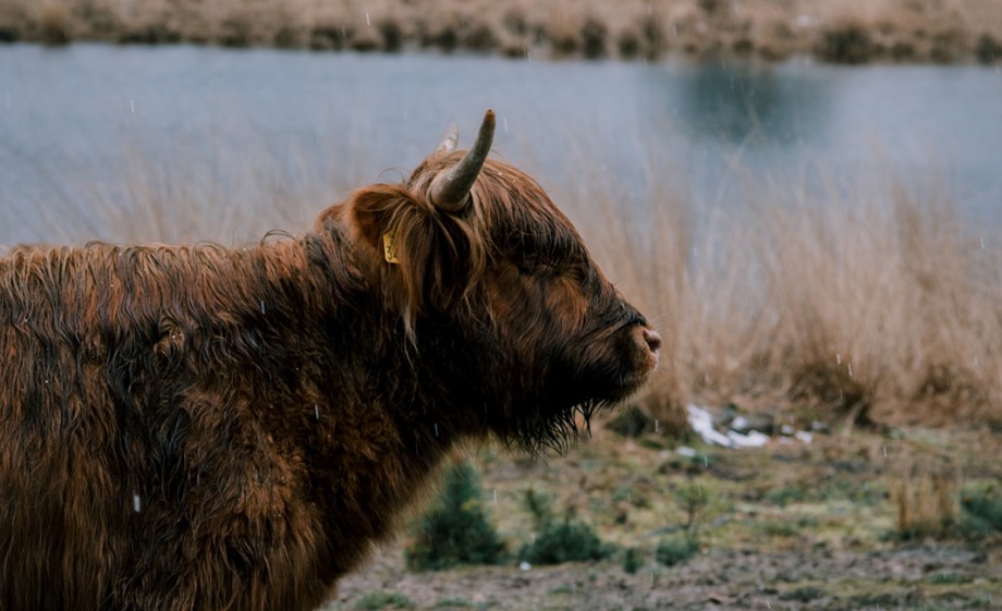 Schotse Hooglander | Foto: Sheena Schouwink