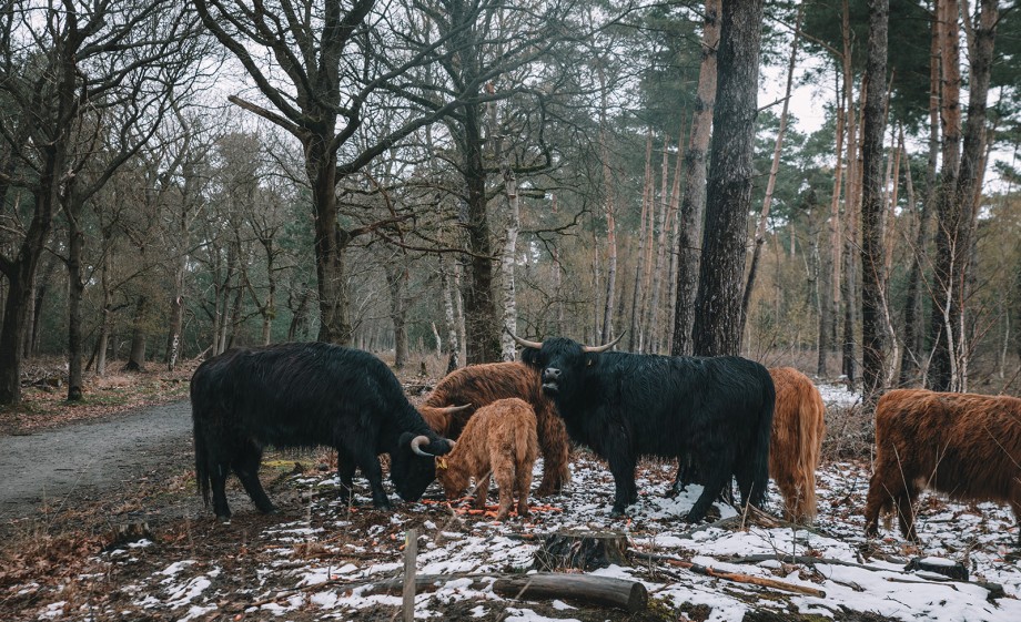 Schotse Hooglanders | Foto: Sheena Schouwink