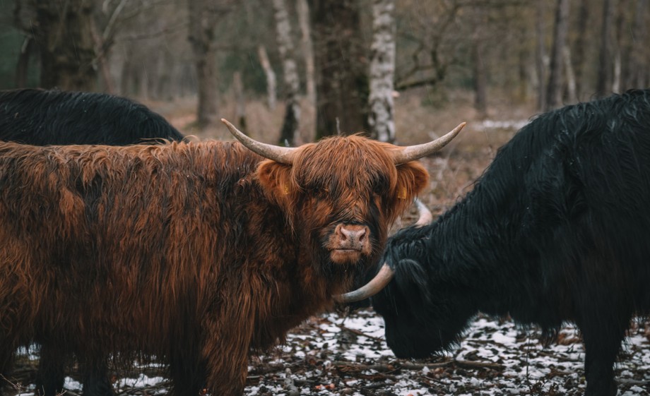 Schotse Hooglander | Foto: Sheena Schouwink
