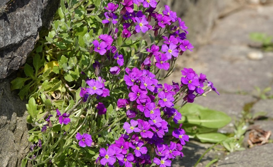 Plant groeit tegen de gevel aan | Foto: Pixabay