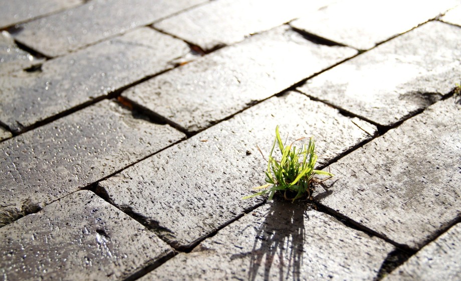 Gras steekt tussen de tegels | Foto: Pixabay