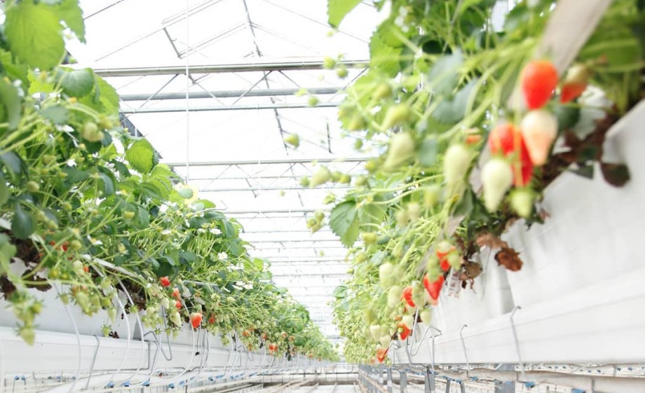 Aardbeien in Uden | Foto: Birgitte en Jan 