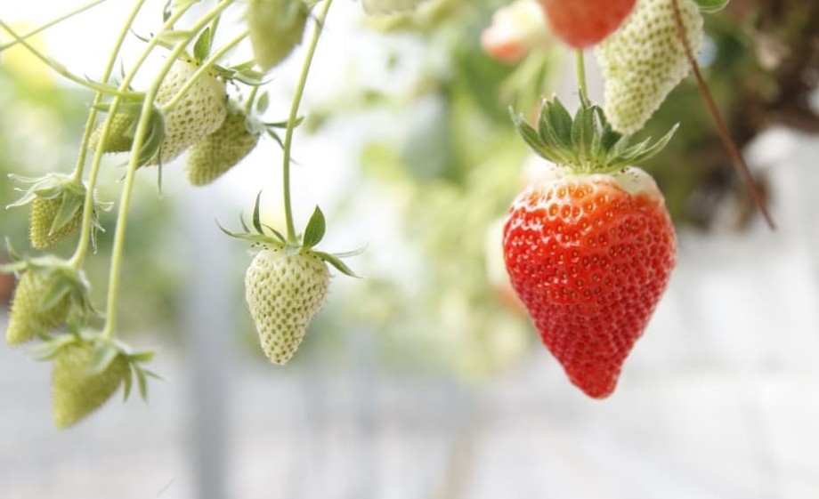 Aardbeien in Uden | Foto: Birgitte en Jan 
