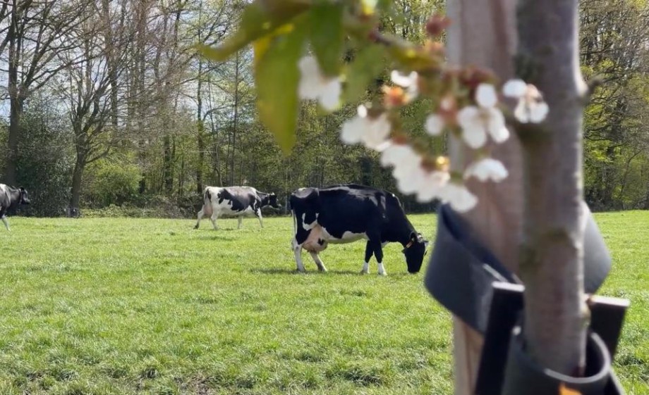 Koeien op zorgboerderij de Rokker | Foto: Zorgboerderij de Rokker