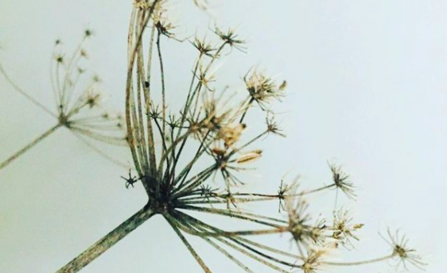 Kruiden plukken | Foto: Marleen van Es i.s.m. Meisjes Van De Moestuin