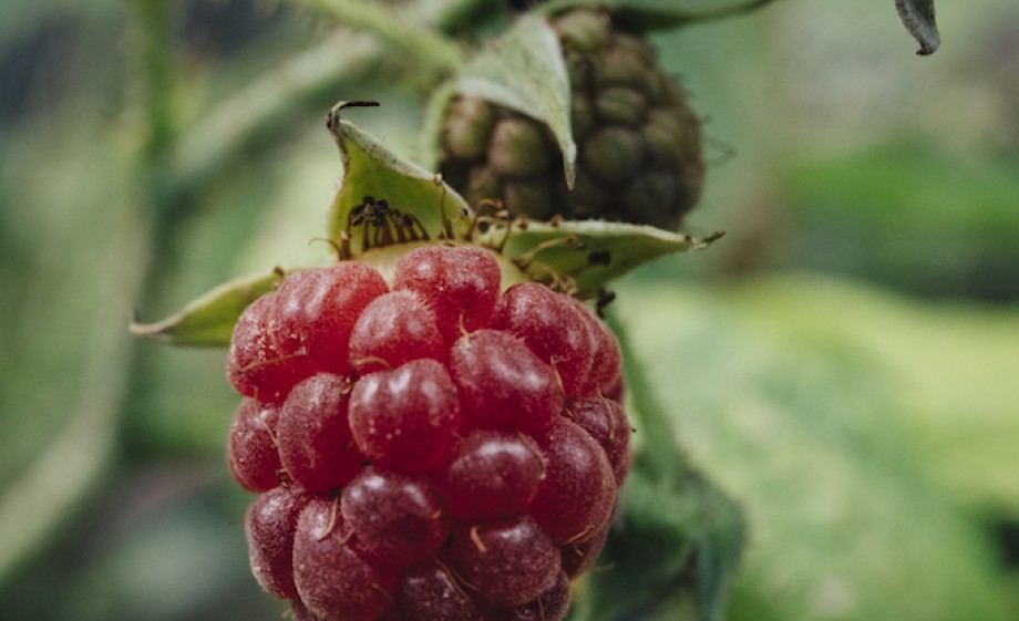 Framboos op de tuin | Foto: Marleen van Es i.s.m. Meisjes Van De Moestuin