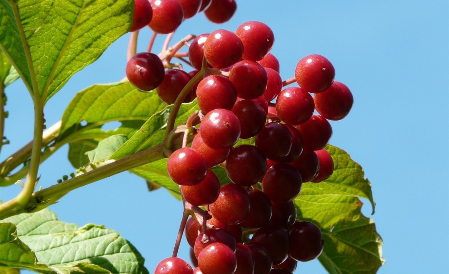 Gelderse roos | Foto: Pixabay