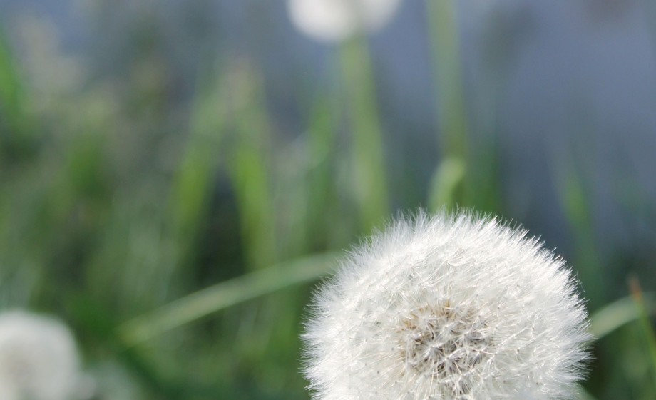 Paardenbloem | Foto: Pixabay