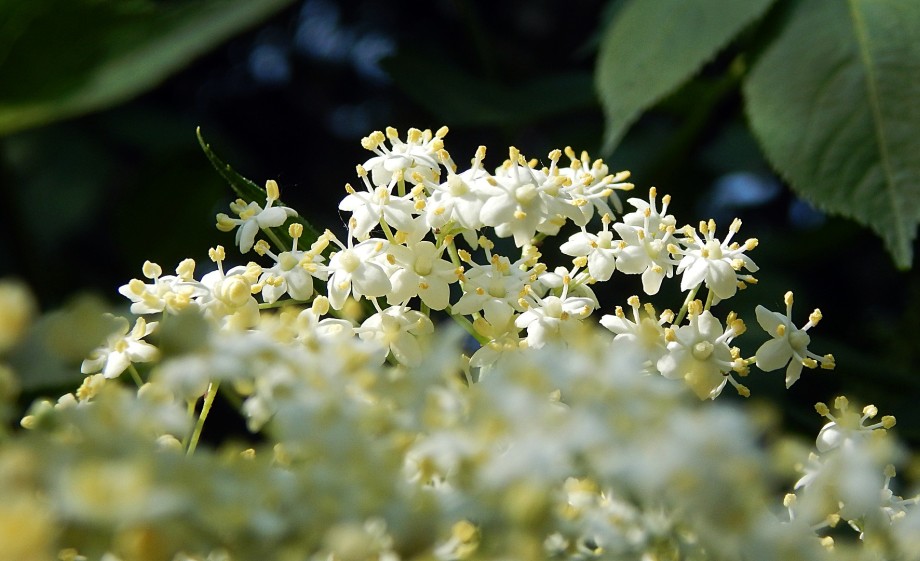 Vlierbesbloesem | Foto: Pixabay