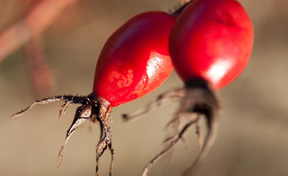 Rozebottel | Foto: Pixabay