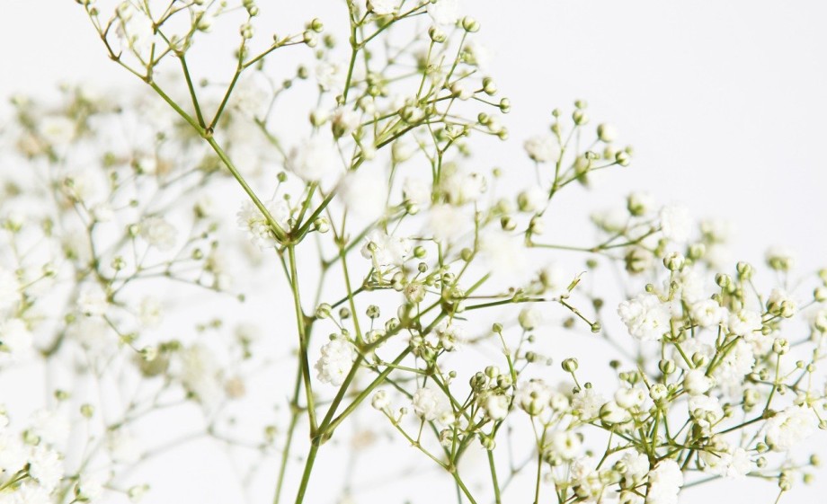 Lenteblad | Foto: Pixabay