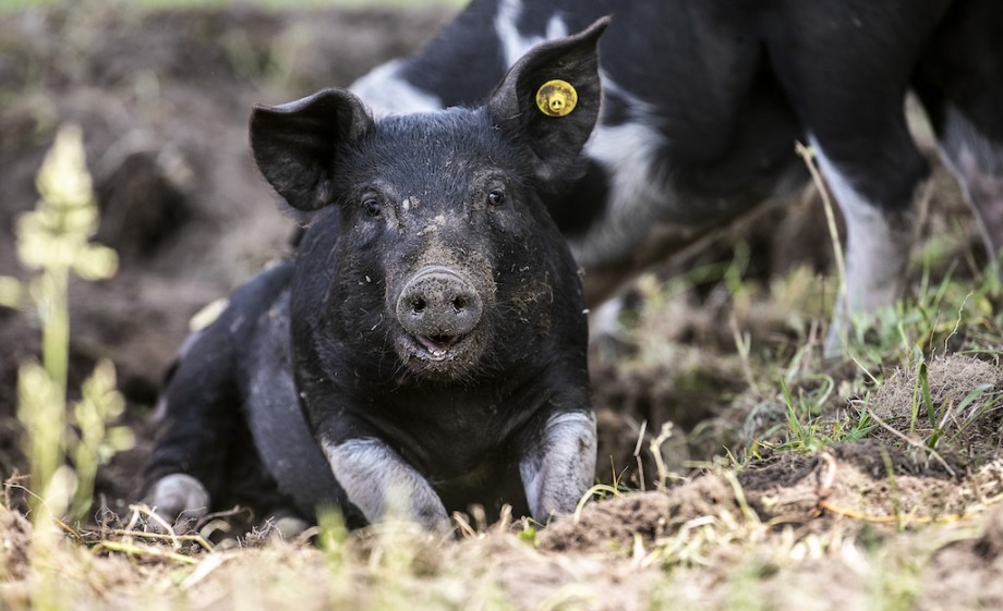 Biggen op de stadsboerderij | Foto: eigen bezit Ellen Willems