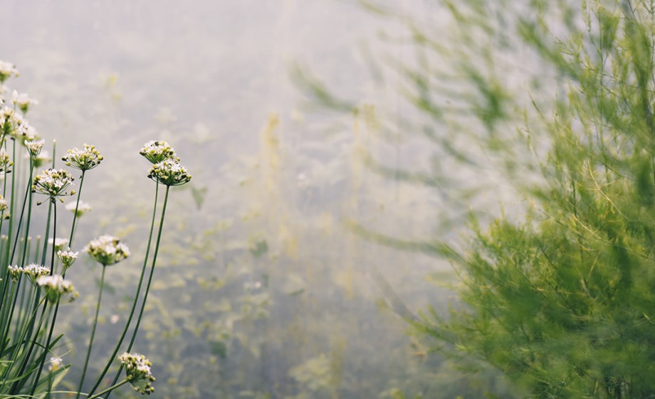 Wildpluktuin Ressen | foto: Marjon Lukje