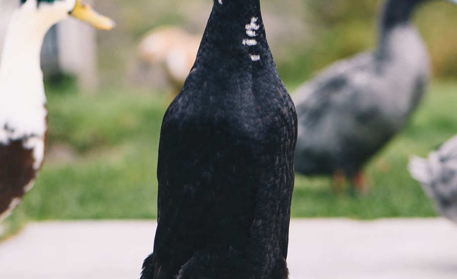 Eend in de tuin | foto: Marjon Lukje