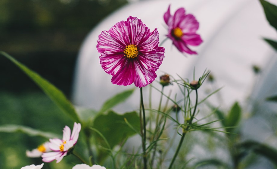 Bloemen in Ressen | foto: Marjon Lukje