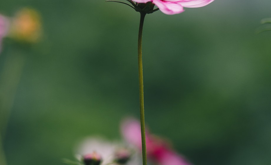 Wildpluktuin Ressen | foto: Marjon Lukje