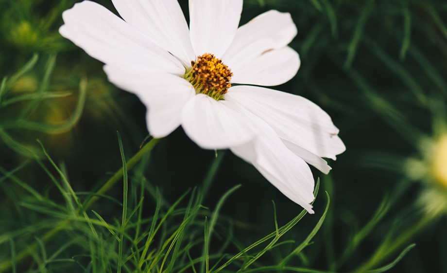 Eetbare tuin Ressen | Foto: Marjon Lukje