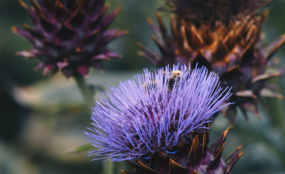 Wildpluktuin Ressen | foto: Marjon Lukje