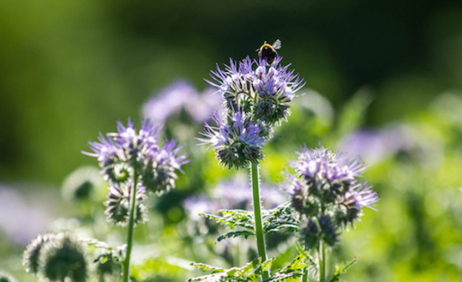 Phacelia als groenbemester en bijenplant | foto: Olle van der Weide