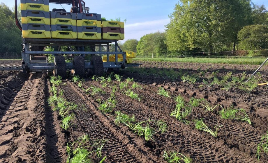 Venkelkruid planten met de trekker | foto: Olle van der Weide