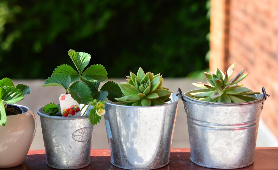 Aardbei in een (te) klein potje | Foto: Pixabay