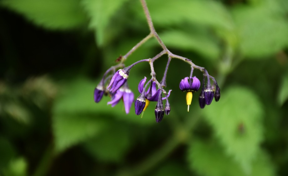 Belladonna | Foto: Pixabay