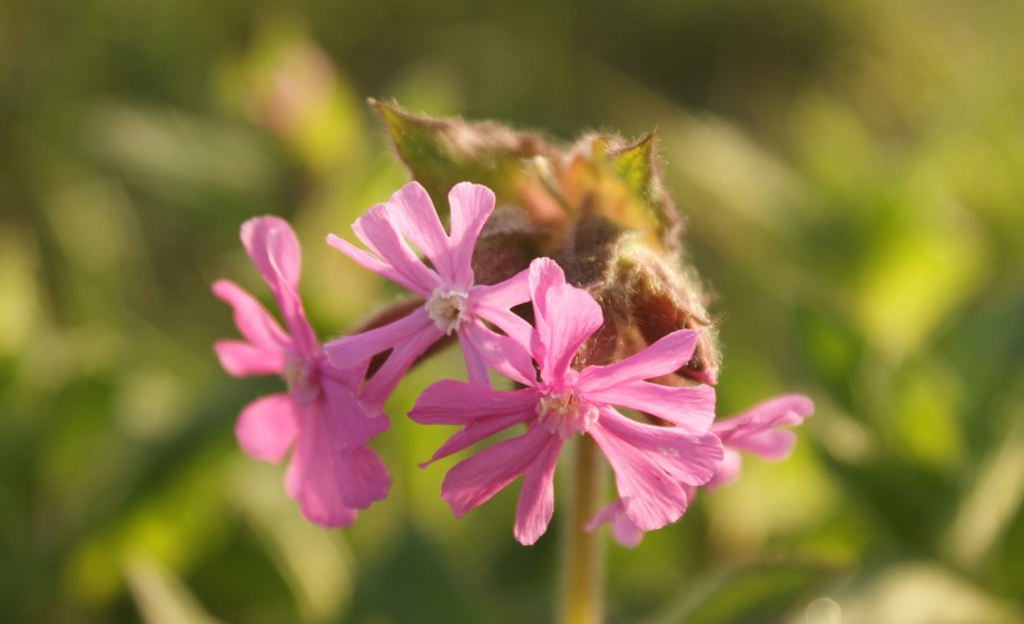 Koekoeksbloem | Foto: Pixabay