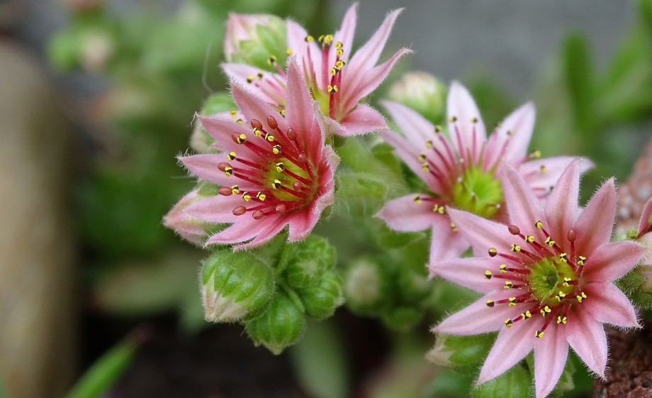 Huislook groeit goed tussen stenen op daken bijvoorbeeld | Foto: Pixabay