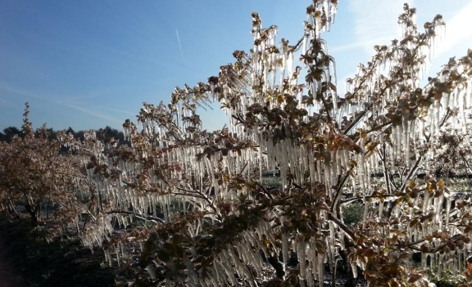 Bessen ’s ochtends na de beregening | Foto: Noorderbos
