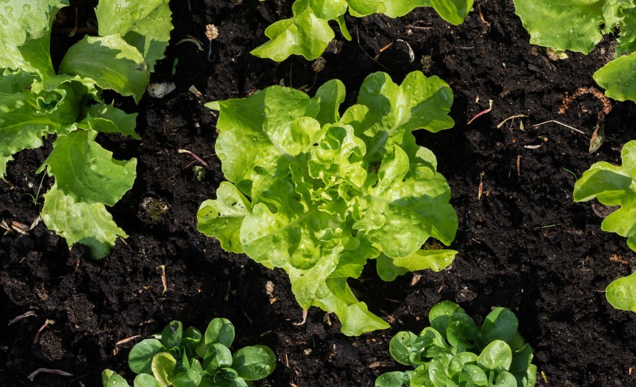 Sla op de moestuin | Foto: Pixabay