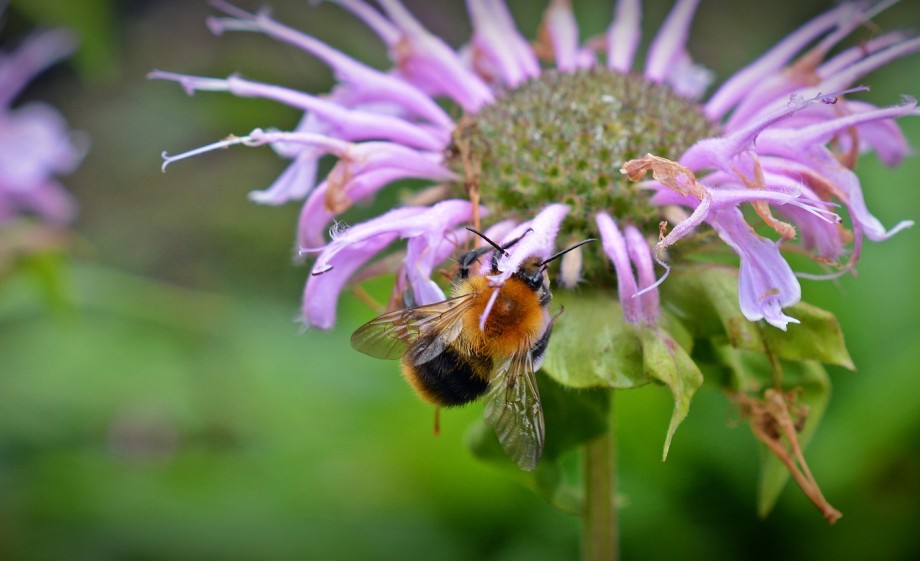 Bergamot: Monarda didyma | Foto: Pixabay