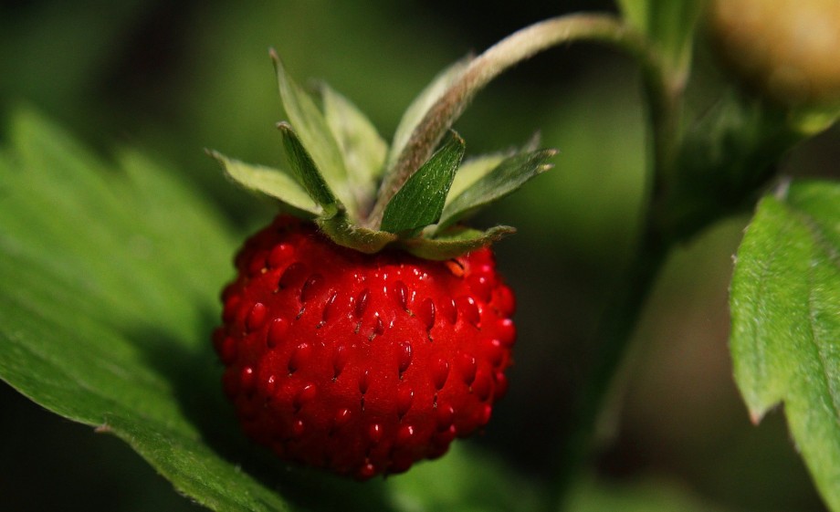 Wilde aardbei | Foto: Pixabay