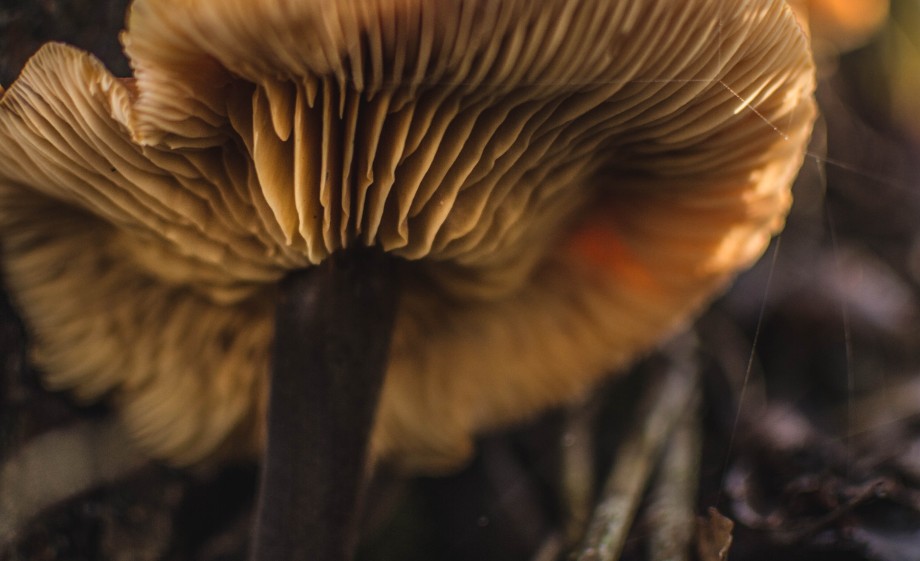 Oesterzwammen | Foto: Pexels