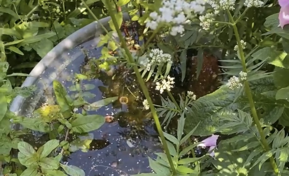 Mini-vijver bij Anne in de tuin | Foto: Annamara