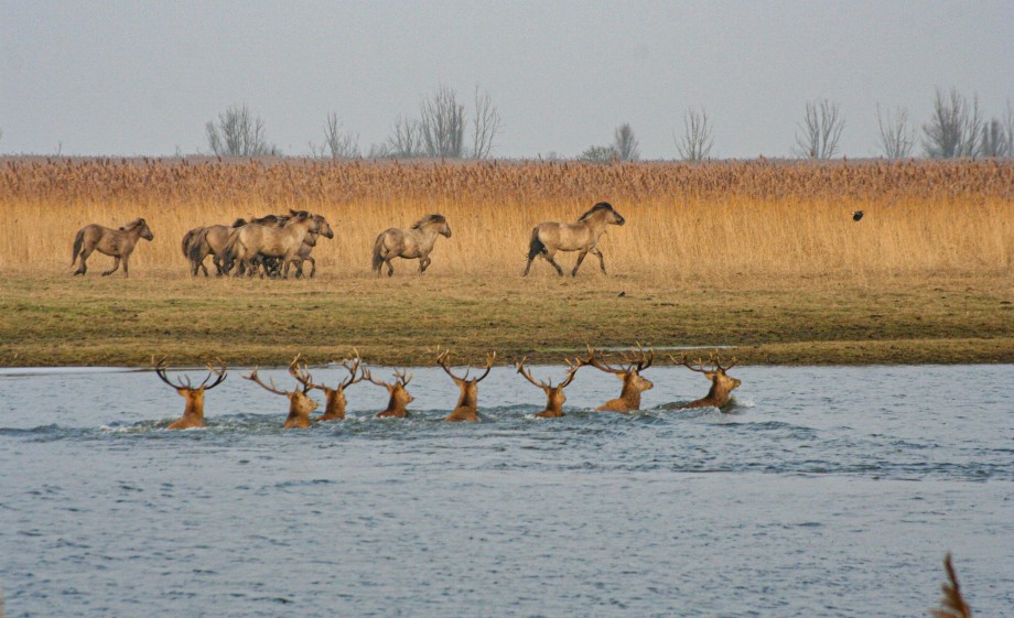 Edelherten in het water 