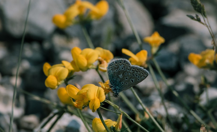 Er zijn veel vlinders in de ENCI-groeve | Foto: Sheena Schouwink