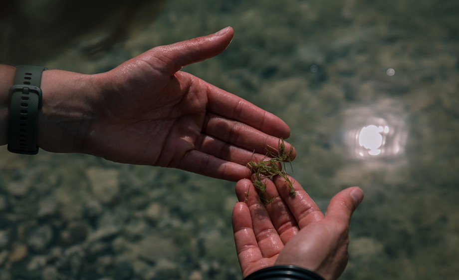 Ecoloog Gaby Bollen houdt een plukje kranswier vast uit het water | Foto: Sheena Schouwink