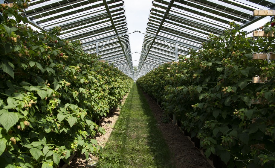 Zonnepanelen en framboos | Foto's: GroenLeven